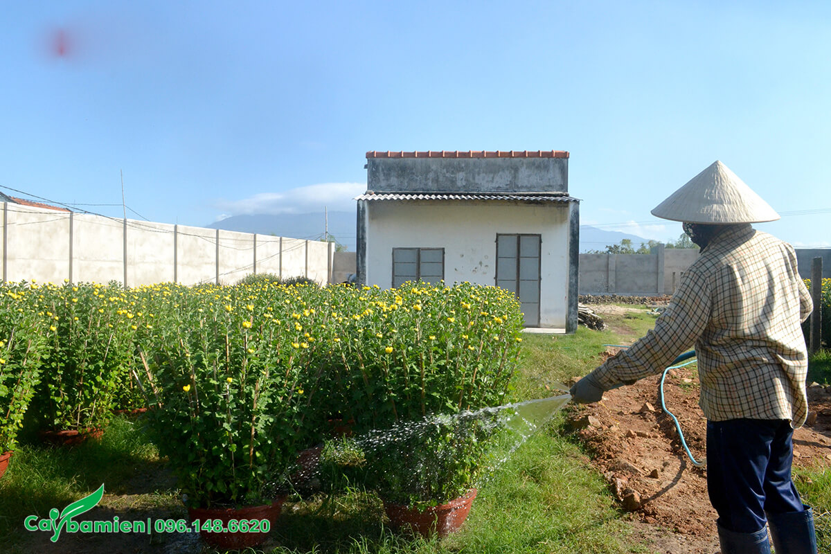 Công nhân đang tưới nước cho vườn cây hoa cúc vàng trưởng thành