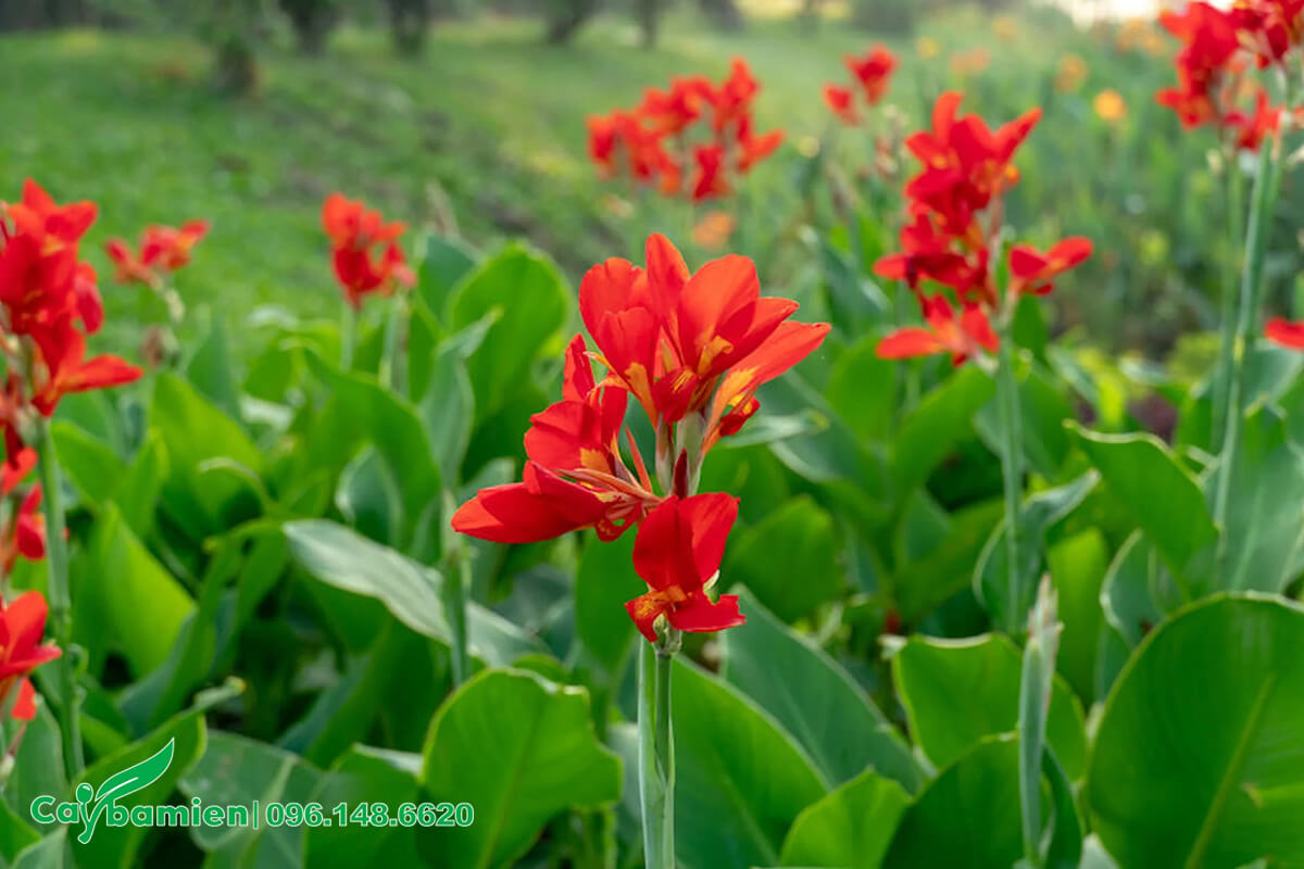 Hoa Dong Riềng đỏ trồng bồn hoa tạo thành thảm trải dài
