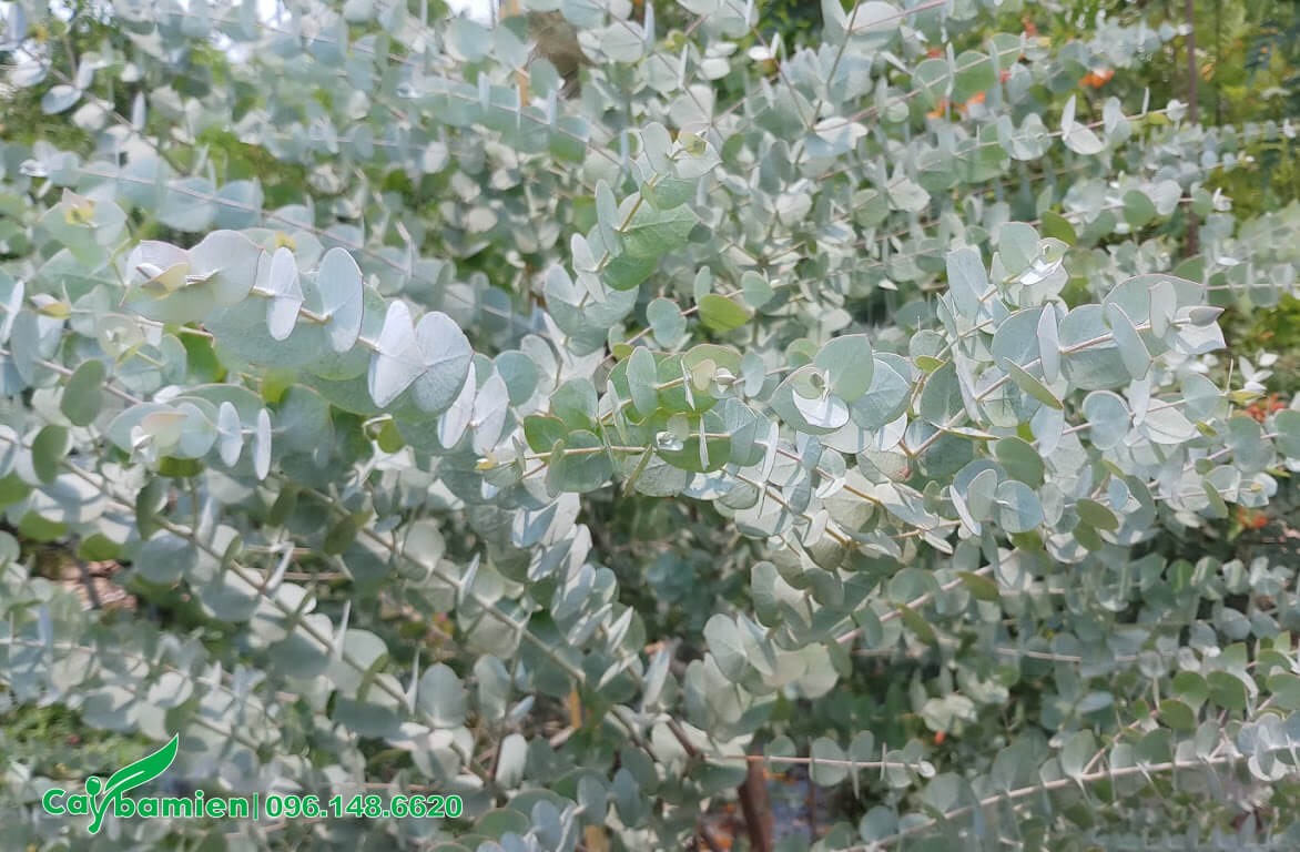 Những chiếc lá màu xanh bạc mọc đối xứng kéo dài từ gốc đến nhọn cành nhìn vô cùng đẹp