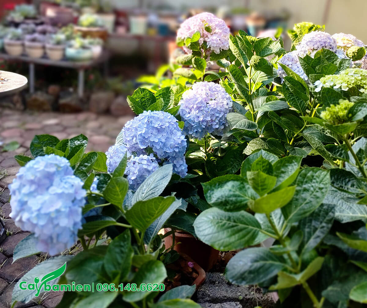 Hoa Cẩm Tú Cầu màu xanh trồng trong sân vườn biệt thự