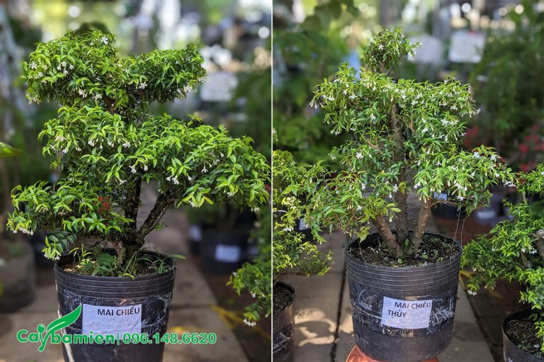 Bán cây bụi trồng công trình đẹp, giá rẻ và dễ sinh trưởng