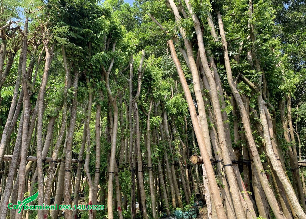 Vườn giâm ủ cây Cẩm Lai 5 - 7 năm tuổi
