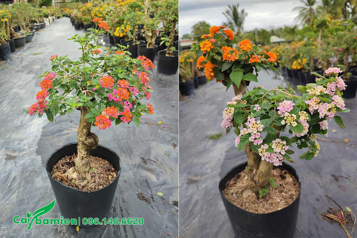 Thân cây Ngũ Sắc hoa gỗ lâu năm, tạo dáng bonsai đẹp