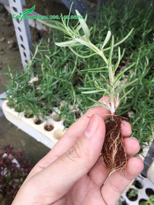 Cây giống Hương Thảo ươm hạt