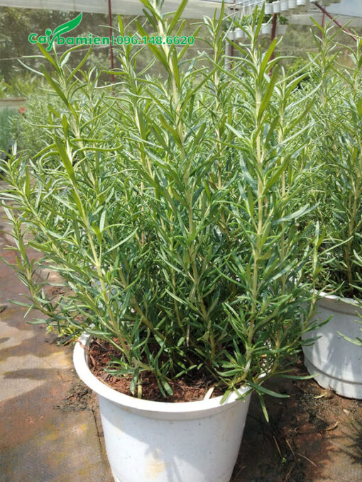 Chậu Hương Thảo trưởng thành, cao 50cm