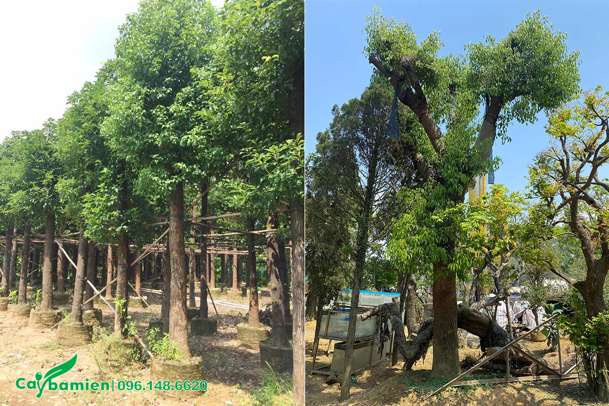 Cây lấy gỗ quý đã trồng lâu năm tại nhà vườn tại Đồng Nai