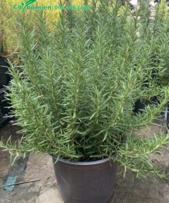 Hương Thảo cảnh trồng trong chậu, tán dày, cao 30cm