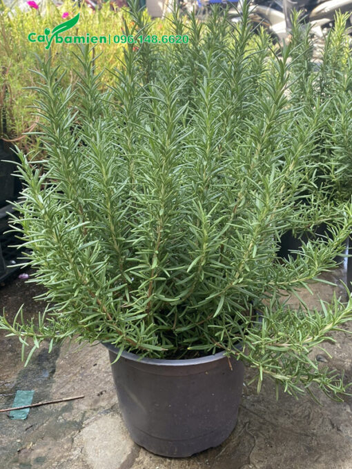 Hương Thảo cảnh trồng trong chậu, tán dày, cao 30cm