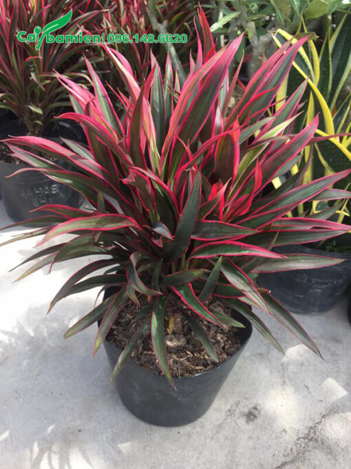 Hồng Phát Tài trưởng thành, cao 40cm