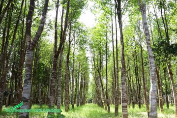 Rừng cây Trầm Hương lấy gỗ quý đã trồng được hơn 10 năm