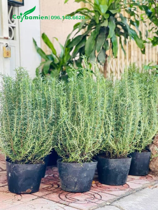 Chậu Hương Thảo tươi tốt, chiều cao khoảng 50cm