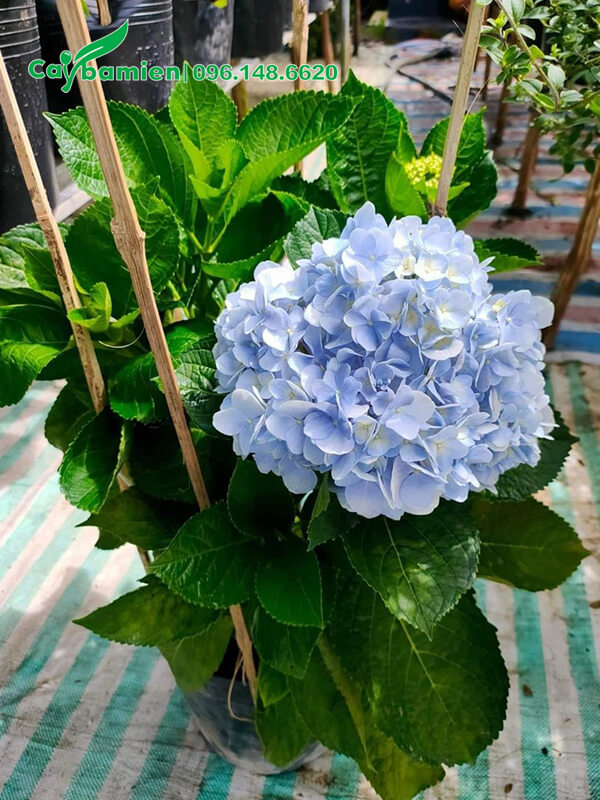 Chậu Cẩm Tú Cầu trưởng thành cho hoa màu xanh, chiều cao khoảng 50cm