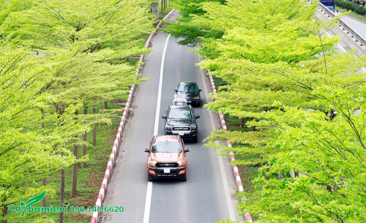 Những hàng cây Bàng Đài Loan trồng trên đường cao tốc đang mà ra lá non