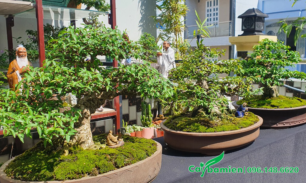 Những chậu cây bonsai để bàn cao khoảng 40 - 50cm