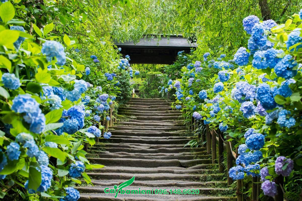 Cây Cẩm Tú Cầu hoa màu xanh tím đẹp, trồng hai bên bậc thang