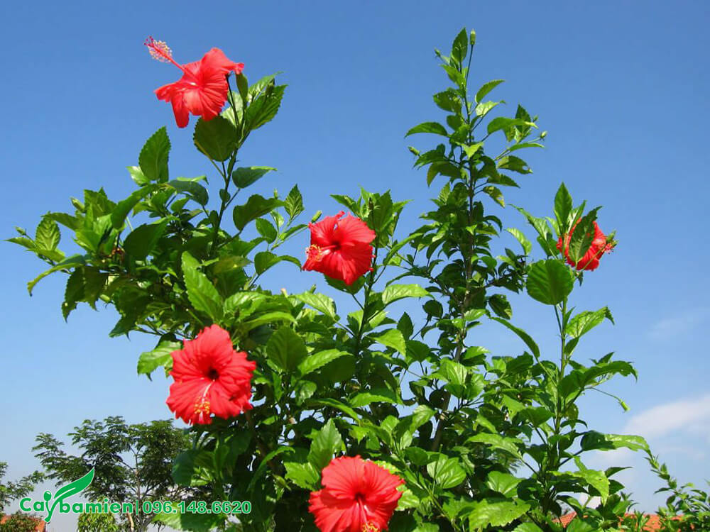 Hàng rào cây Dâm Bụt hoa đỏ khoe sắc vào mùa hè rực rỡ