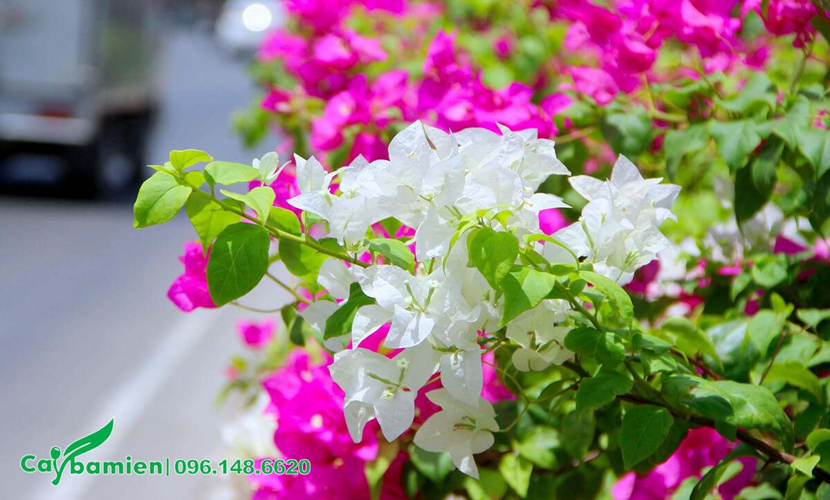 Cây hoa Giấy màu hồng và trắng trồng dải phân cách