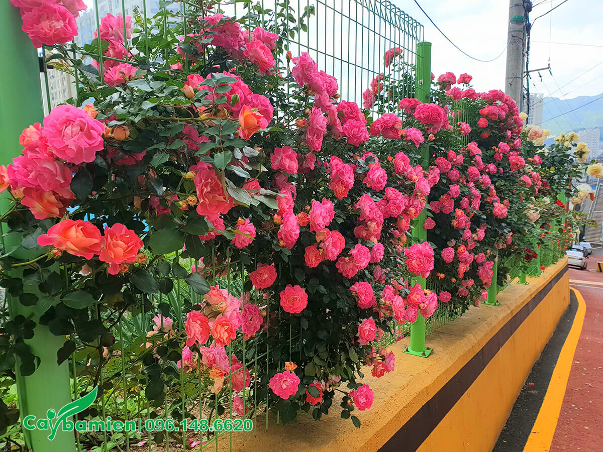 Tường rào trồng hoa hồng leo đang đến mùa hoa nở rộ