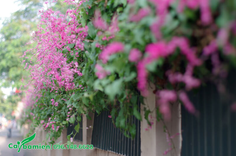 Đầu tường rào phủ kín dây hoa Tigon hồng
