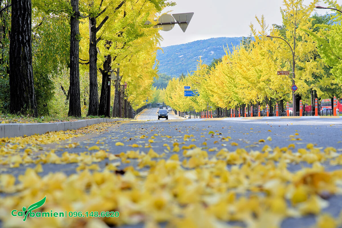 Con đường xinh đẹp với sắc lá vàng rực rỡ