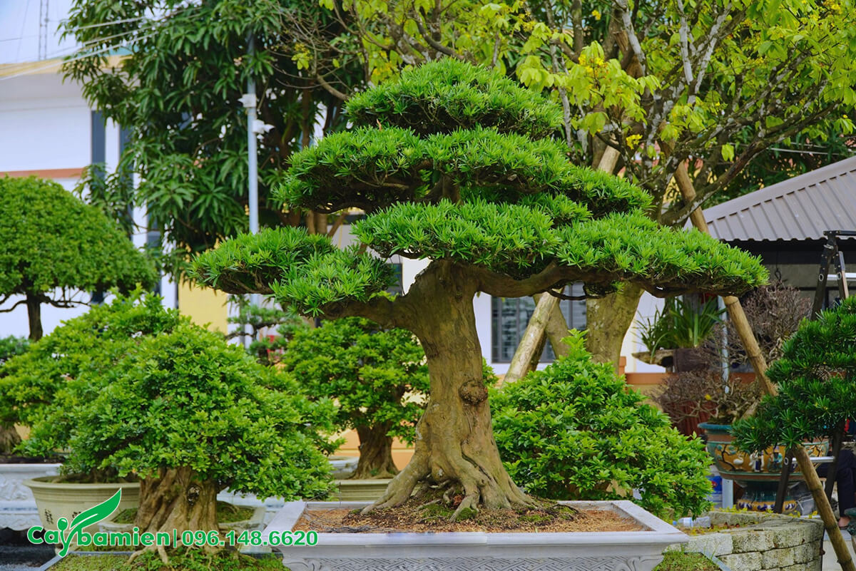 Tùng La Hán bonsai trồng chậu đá đặt trước sân nhà