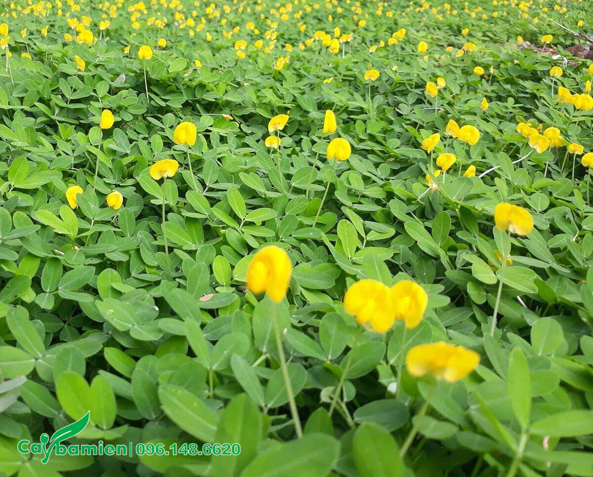 Thảm cỏ xanh mướt nổi bật với những bông hoa màu vàng tươi