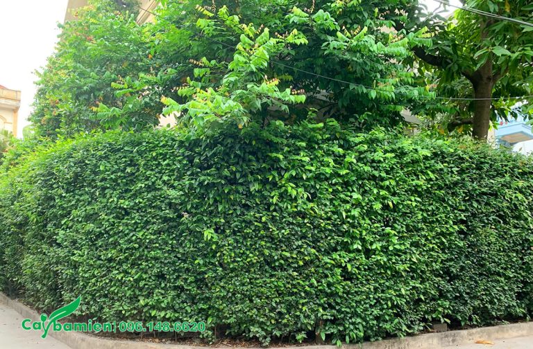 Những loại cây trồng hàng rào tuyệt đẹp, dễ trồng, sống lâu