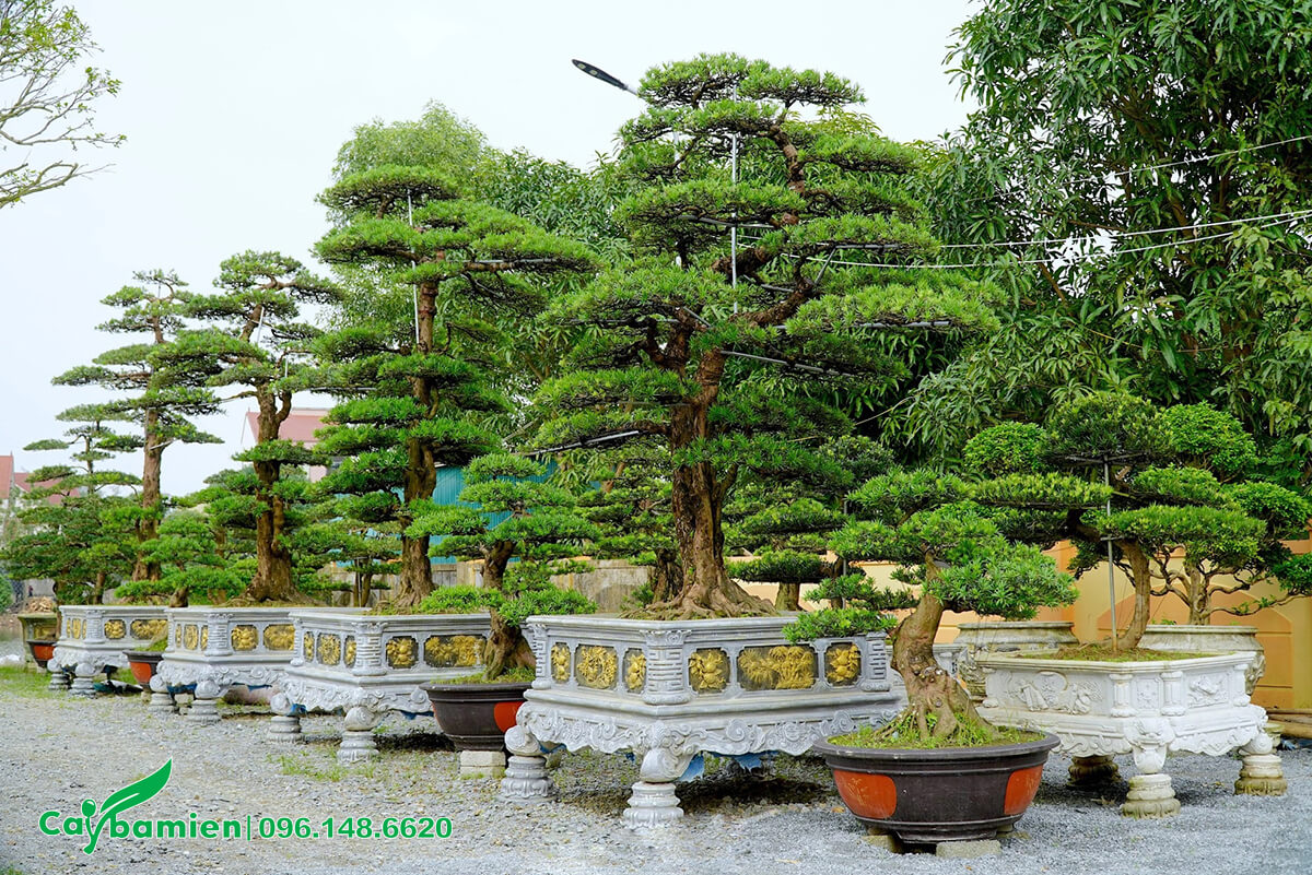 Những chậu cây Tùng La Hán gốc khủng, dáng đẹp