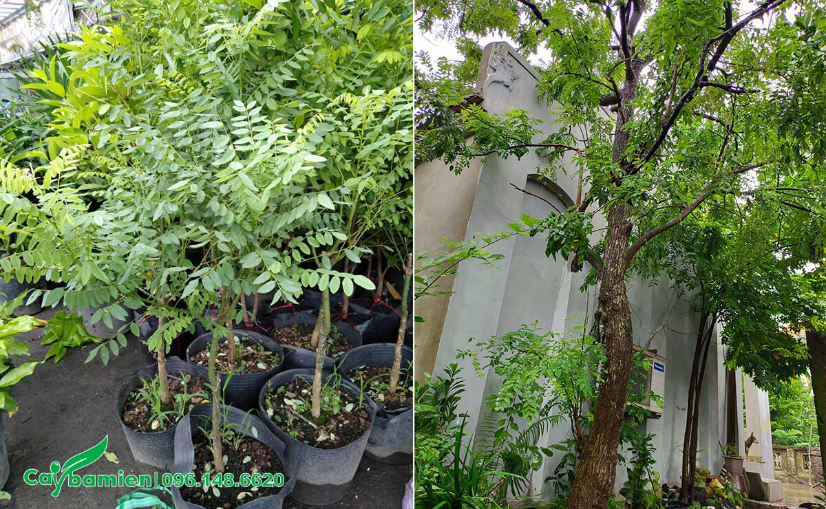 Cây Hòe giống, cây lâu năm đường kính 20 - 30cm