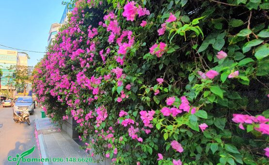 Tường rào trồng cây hoa giấy tím siêu đẹp