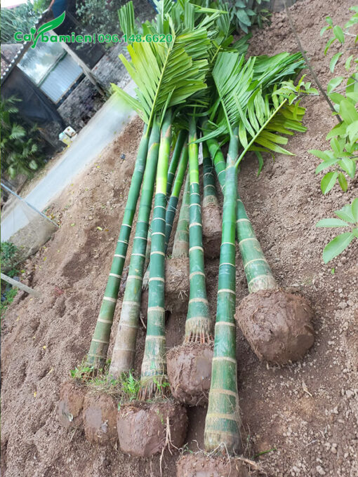 Cau Ta chuẩn bị đem đi dâm ủ