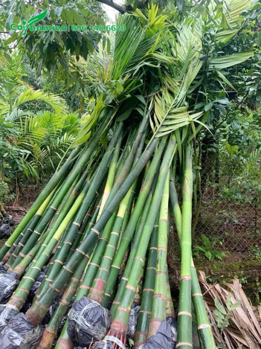 Bán lô cây cau ăn quả cao 3m