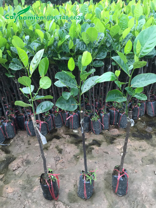Cây giống Mít Thái ghép