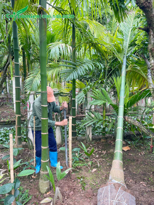 Đánh thẳng cây cau công trình lóng cao 1,5m