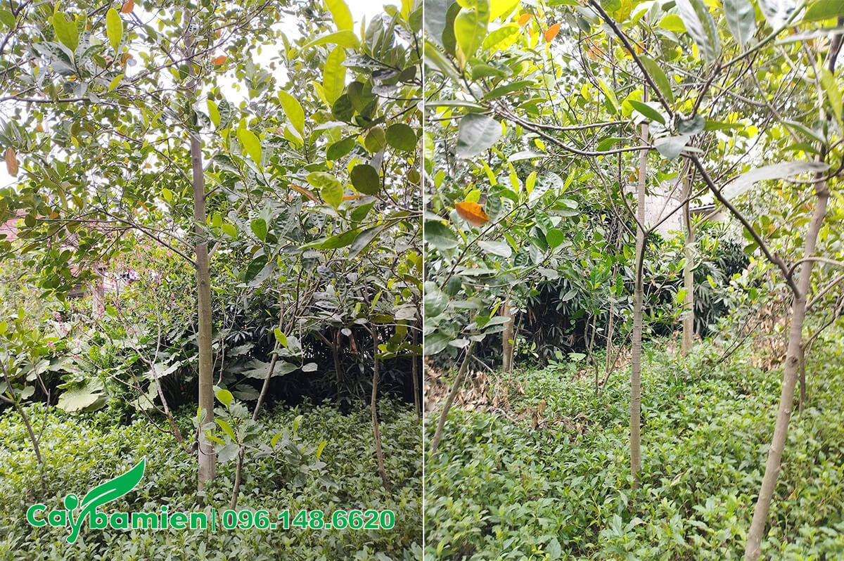 Vườn trồng cây Mít Thái trước khi dọn cỏ dại