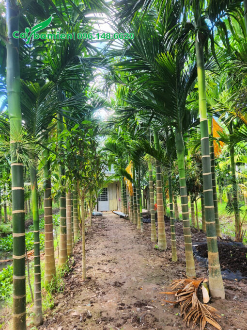 Hàng cây Cau Ta đẹp, lóng thân cao 4m