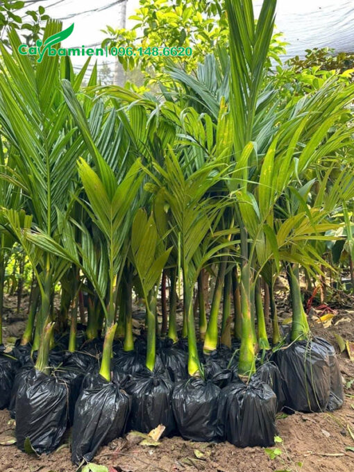 Cau giống chiều cao 70cm