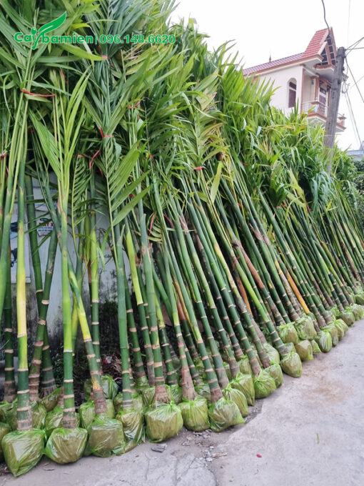 Hàng trăm cây Cau Ta lóng cao 40 - 60cm, bứng thẳng tại vườn