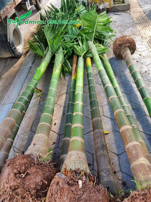 Cây Cau Ta công trình mới bứng