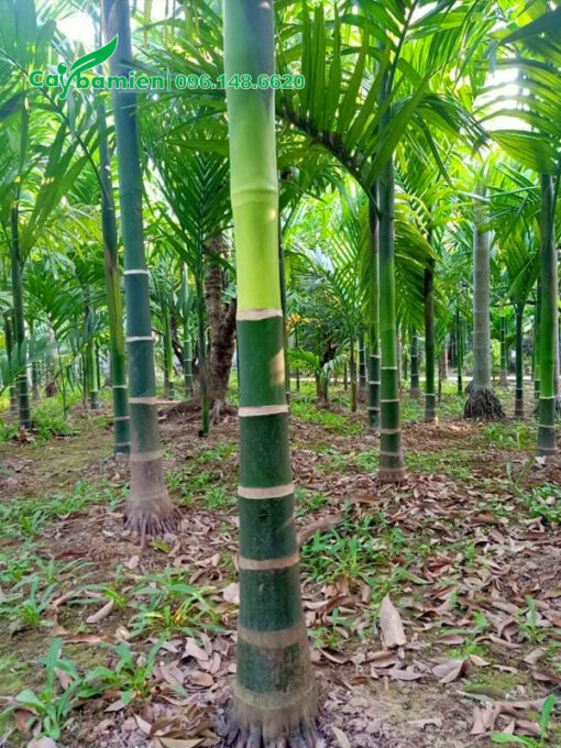 Cau Ta lóng thân cao 1m