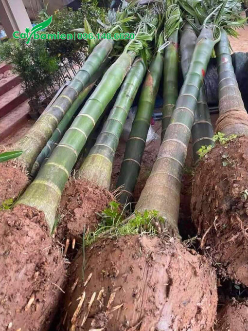 Cau Ta bứng thẳng, lóng thân cao 4m