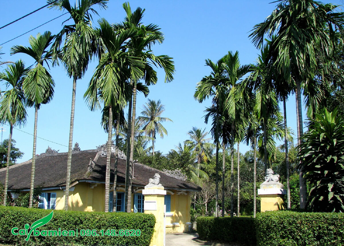 Ngôi nhà vườn được bao phủ bởi cây Cau và các loại cây xanh