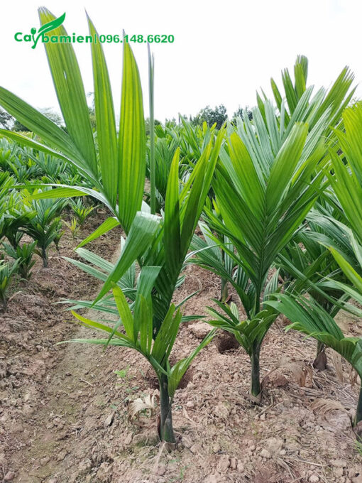 Cây giống Cau Ta cao gần 1m