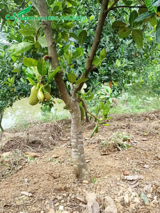Mít Thái lâu năm, đường kính 15cm