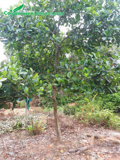 Cây Mít Thái trưởng thành, cao 3,5m