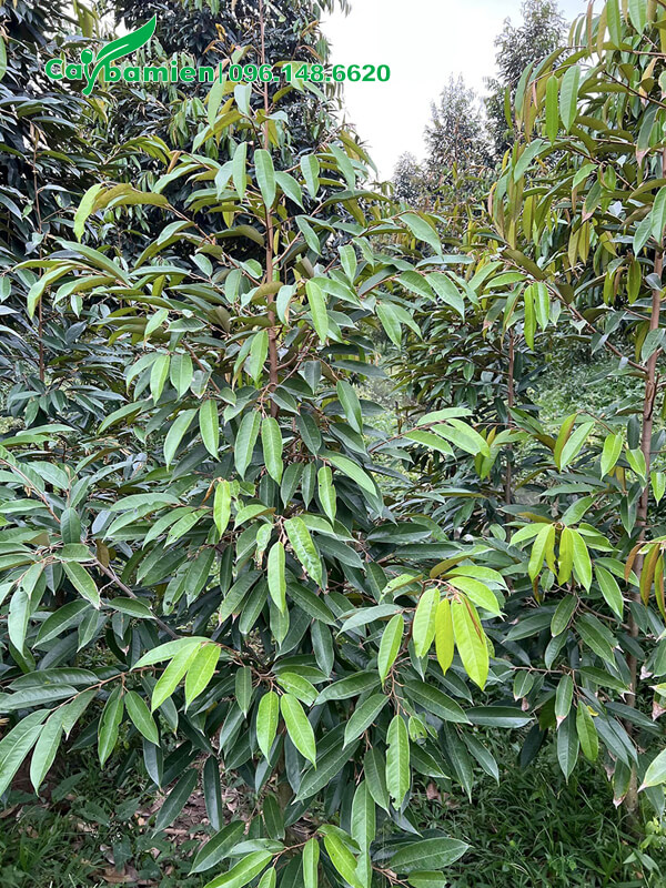 Mua cây giống Sầu Riêng cao 2m