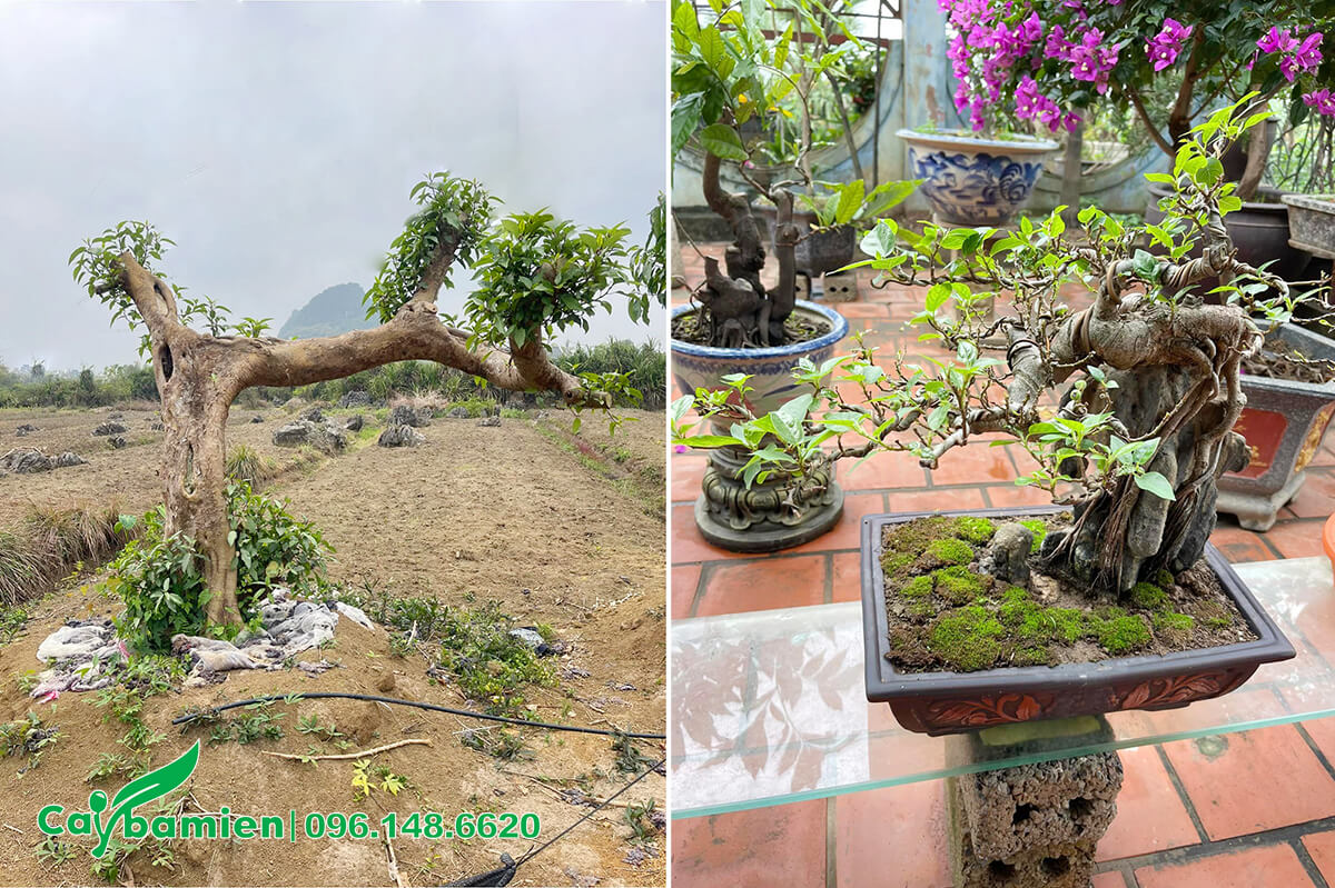 Cây Sung bonsai trồng chậu, cây lâu năm gốc lớn để trang trí sân vườn