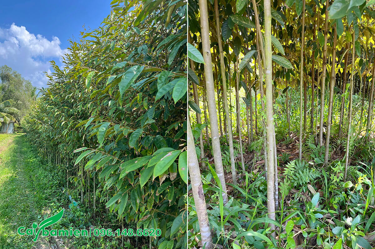 Vườn gieo trồng cây Sầu Riêng bằng hạt, cây đã cao 2m, đường kính 2 - 3cm