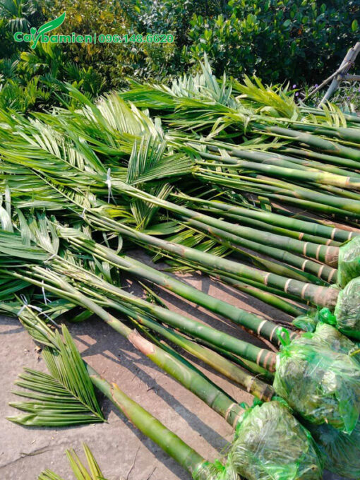 Bán cây Cau Ta cao 2,5m đã cắt gọn cành lá