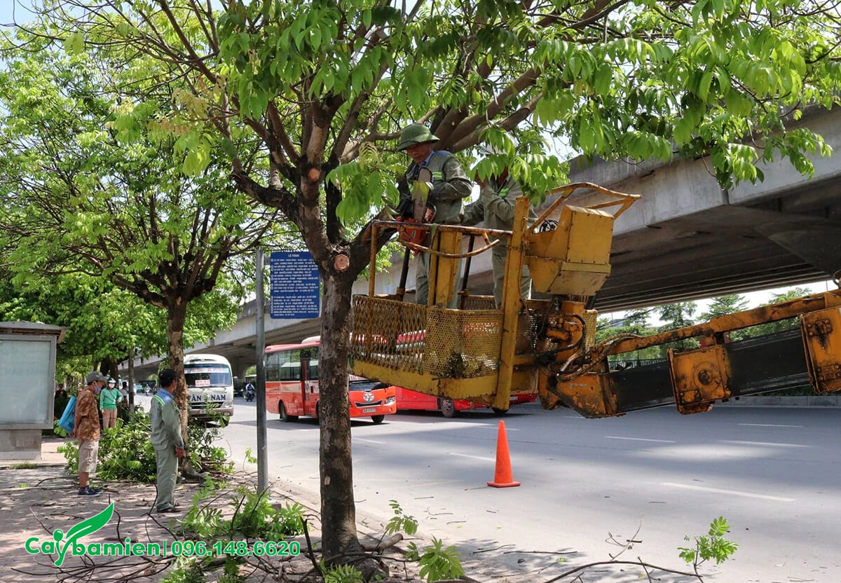 Cắt tỉa cây công trình đô thị để tránh đổ gãy mùa mưa và phòng sâu bệnh